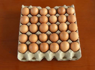 Vassoio dell'uovo della carta straccia che fa uso di lunga vita dell'attrezzatura del modanatura polpa/della macchina