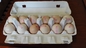 Il cartone dell'uovo della cartapesta/la fresatrice vassoio dell'uovo facile aziona 2 anni di garanzia